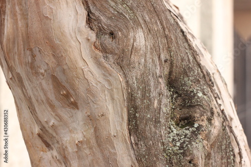 Wood Tree Texture Detail