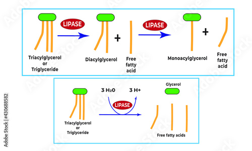 Lipase enzyme [Triglycerides breakdown]