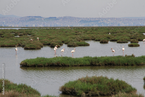 A flock of flamingo birds in the fish ponds