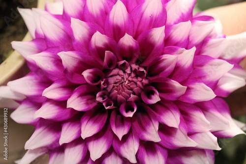 Dahlia flower close up