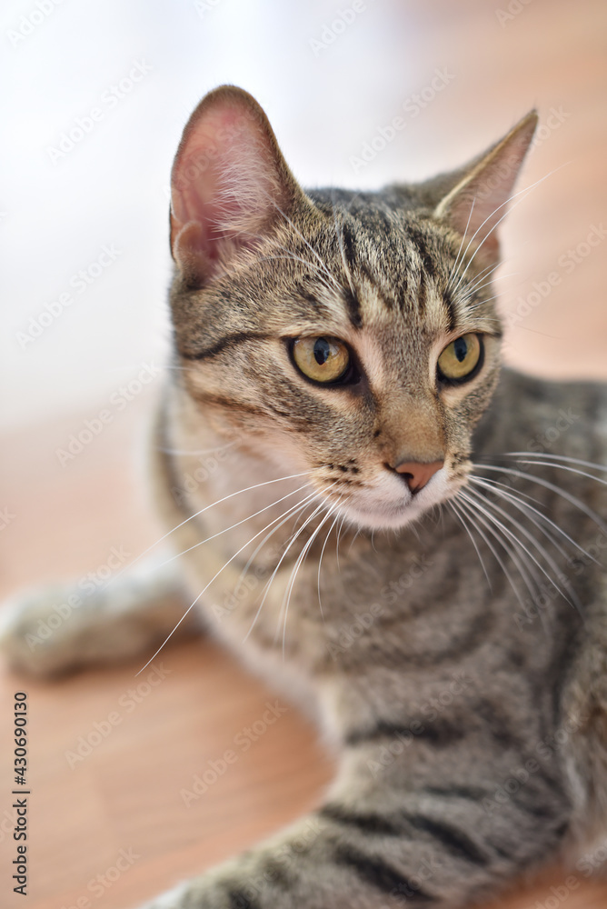 Obraz premium Beautiful domestic cat portrait close up