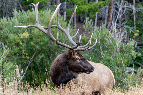 Rocky Mountain National Park Elk during Fall