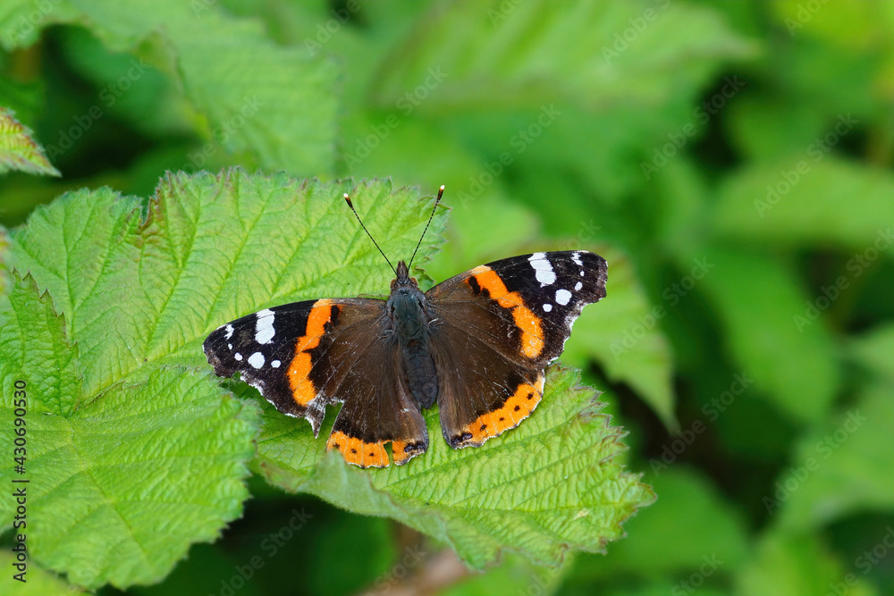 Closeup of a slightly damaged overwintering Vanessa atalanta butterfly sitting on a green leaf with open wings Closeup of a slightly damaged overwintering Vanessa atalanta butterfly sitting on a green leaf with open wings