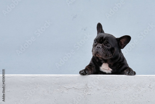 Stray mongrel rescued thai dog resting soft grey background
