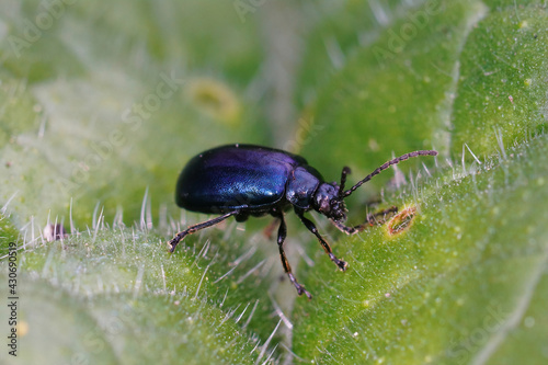 Closeup on a blue alder leaf beetle, Agelastica alni
