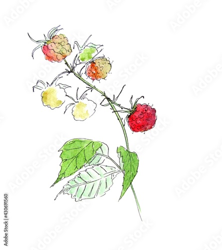 Watercolor illustration of a branch with raspberries isolated on a white background