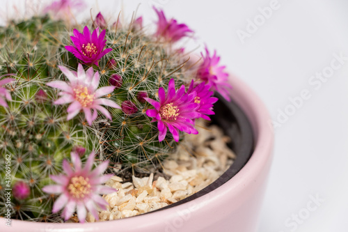 Blooming mamillaria cactus flower in clay pot on white blurred background. Selective focus. Close up. photo