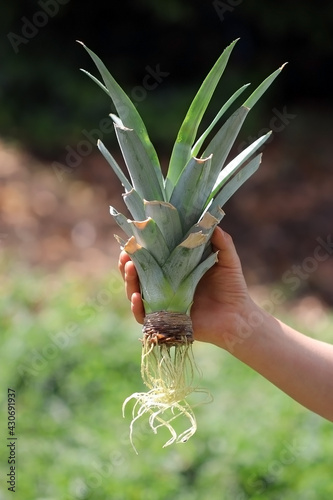 How to grow a pineapple at home. A child's hand shows the cut off top of a pineapple fruit that has been sprouted in a jar of water. The white long roots are ready for planting  in the plant pot.