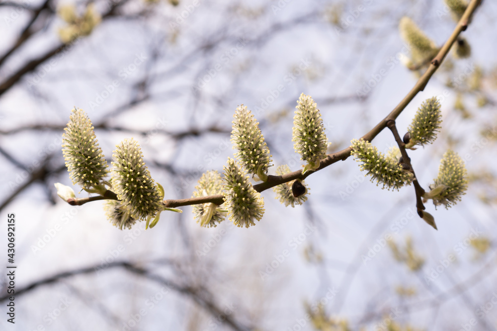 Fluffy catkins on willow tree branch. Beautiful spring natural background. Fluffy catkins on willow tree branch. Beautiful spring natural background.