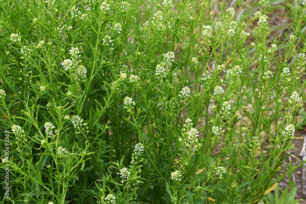 Virginia pepperweed. Brassicaceae biennial weed. Virginia pepperweed. Brassicaceae biennial weed.