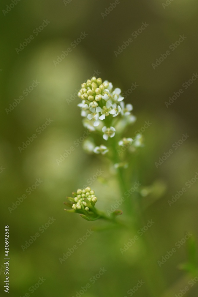 Virginia pepperweed. Brassicaceae biennial weed. Virginia pepperweed. Brassicaceae biennial weed.