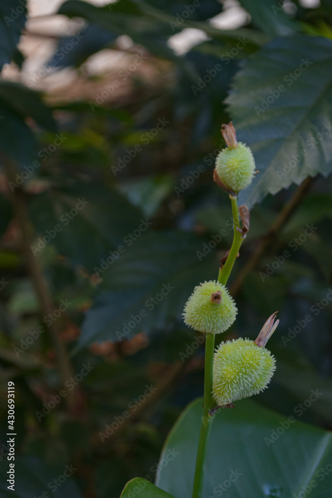 Indian shot plants or prayer beads are growing and flowering in a garden in Malang City which was photographed with blur background techniques and selective focus and close up Indian shot plants or prayer beads are growing and flowering in a garden in Malang City which was photographed with blur background techniques and selective focus and close up