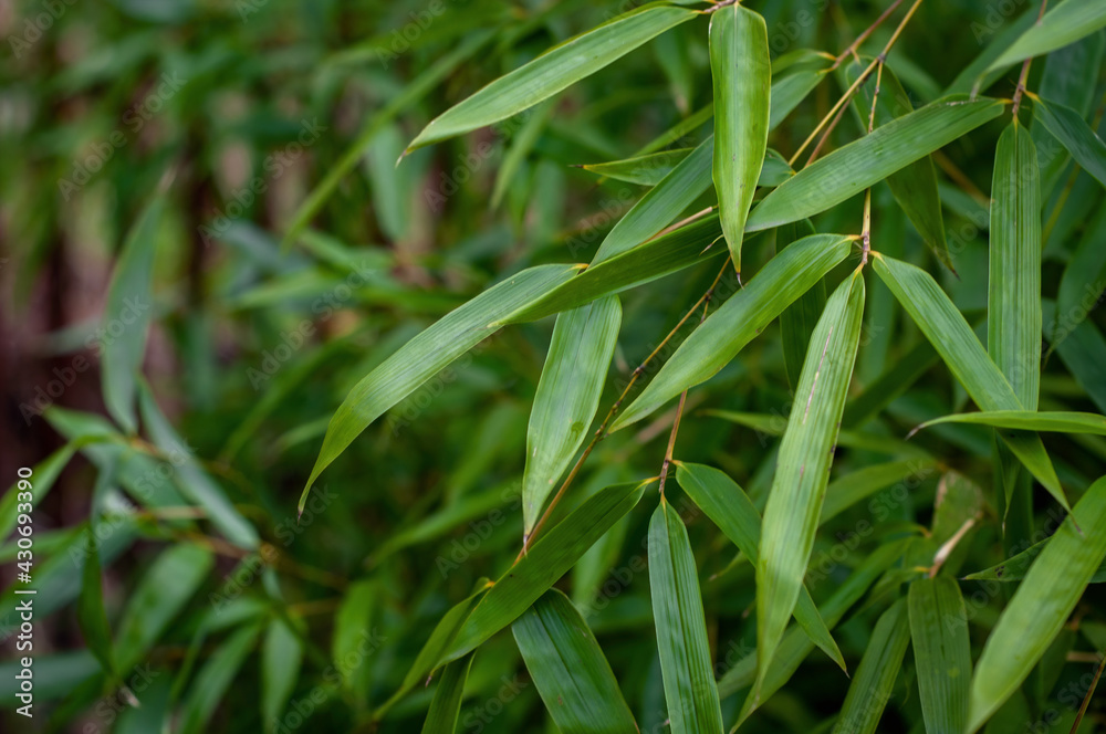 Bamboo leaves dark green texture Bamboo leaves dark green texture