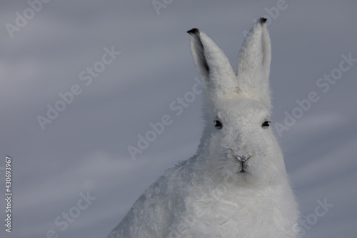 Close-up of an Arctic Hare, Lepus arcticus, found in the snow covered tundra, staring off into the distance with ears pointed up, near Arviat, Nunavut