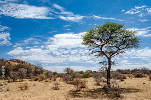 Tree  Namibia