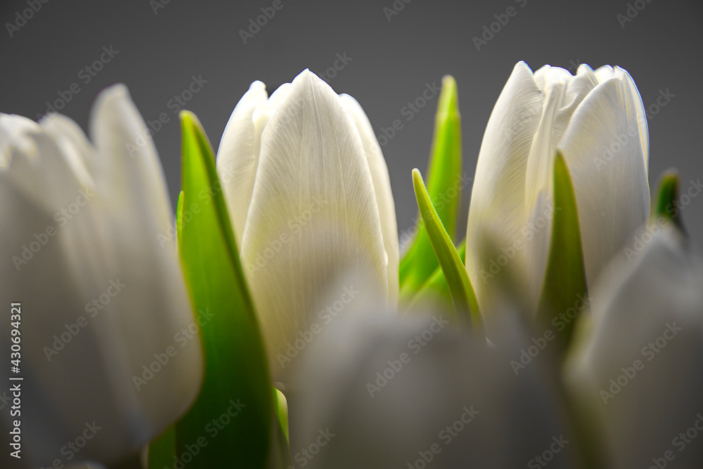 white tulips in close-up
 - obrazy, fototapety, plakaty 