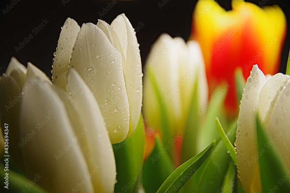 Naklejka premium white tulips in close-up 