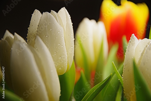white tulips in close-up 