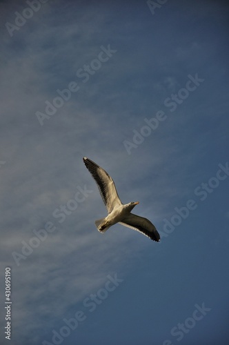 seagull in flight
