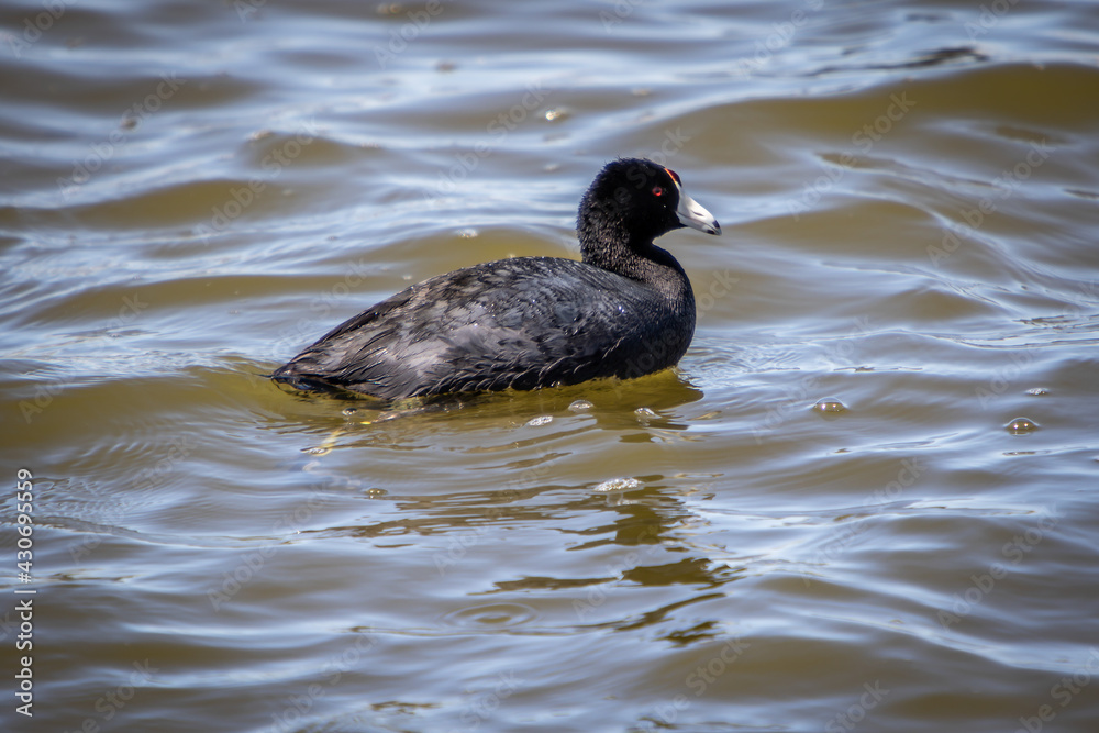American Coot Bird Swimming in Water at Lake