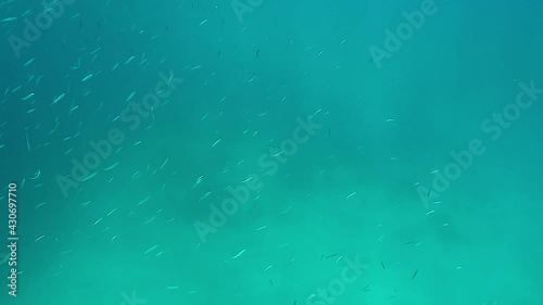 A group of small thin and long crowded fish herd in underwater sea.Anchovy engraulidae forage fish prey bait horse mackerel common scad Sardine pilchard clupeidae osmerus smelt animal wild wildlife 4K