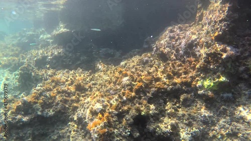 Underwater of a real sea with microscopic animals, planktons and small fishes in natural ecosystem.Include bacteria, archaea, algae, protozoa and drifting or floating animal.Mossy moss coral reef aqua photo