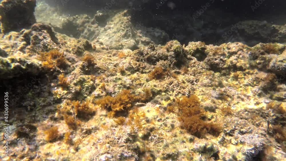 Underwater of a real sea with microscopic animals, planktons and small fishes in natural ecosystem.Include bacteria, archaea, algae, protozoa and drifting or floating animal.Mossy moss coral reef aqua Underwater of a real sea with microscopic animals, planktons and small fishes in natural ecosystem.Include bacteria, archaea, algae, protozoa and drifting or floating animal.Mossy moss coral reef aqua
