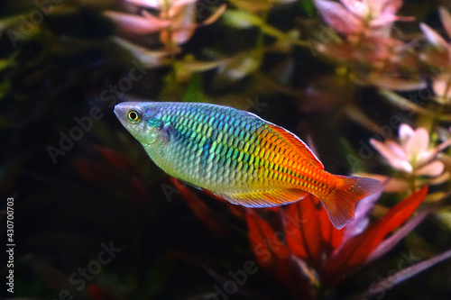 Photography Aquarium fish : Boesemani rainbow fish