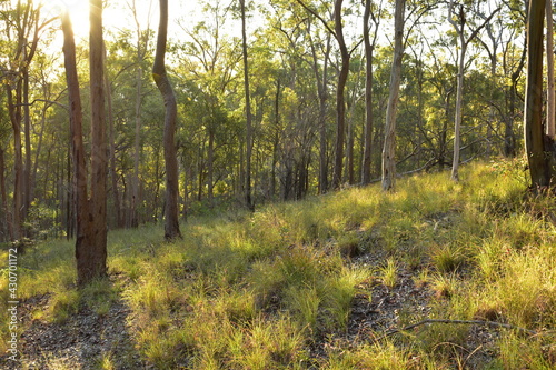 open eucalypt forest with sunlit grassy understorey 