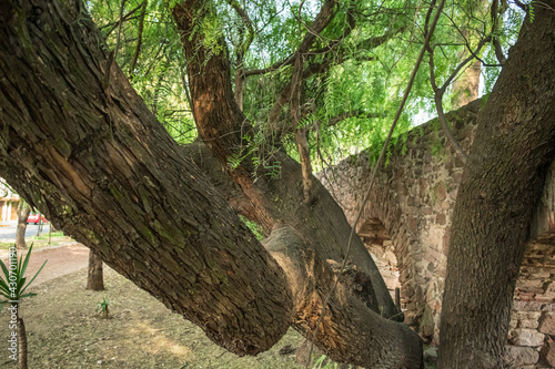 Árbol con brazos