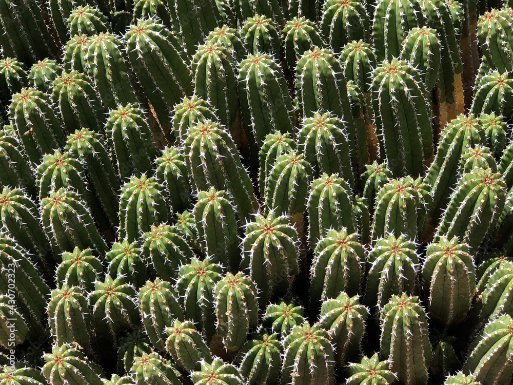 close up of cactus close up of cactus