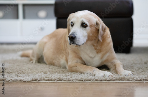A senior labrador dog inside a home. 