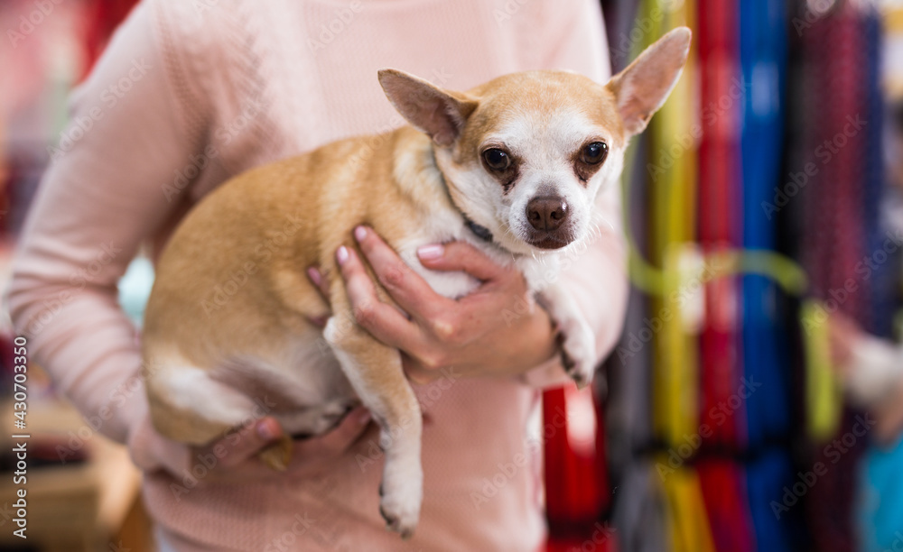Positive woman holding small dog chihuahua in pet store