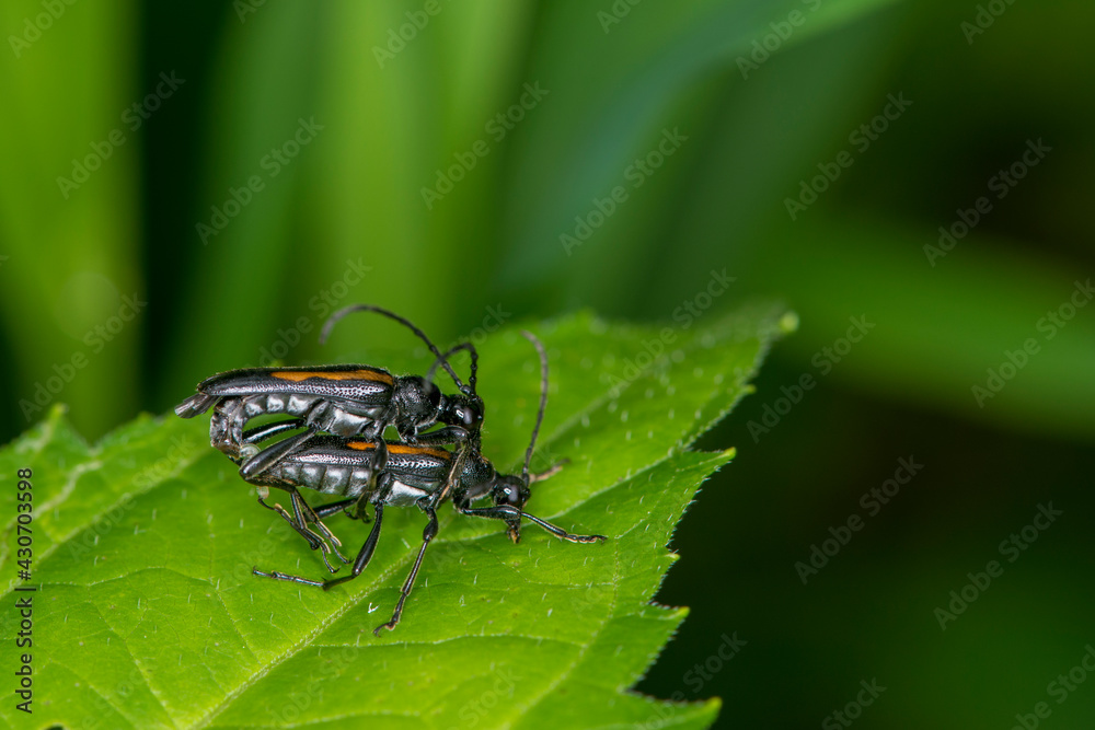 Fototapeta premium A pair of Long-horned beetles mating on a green leaf in the forest