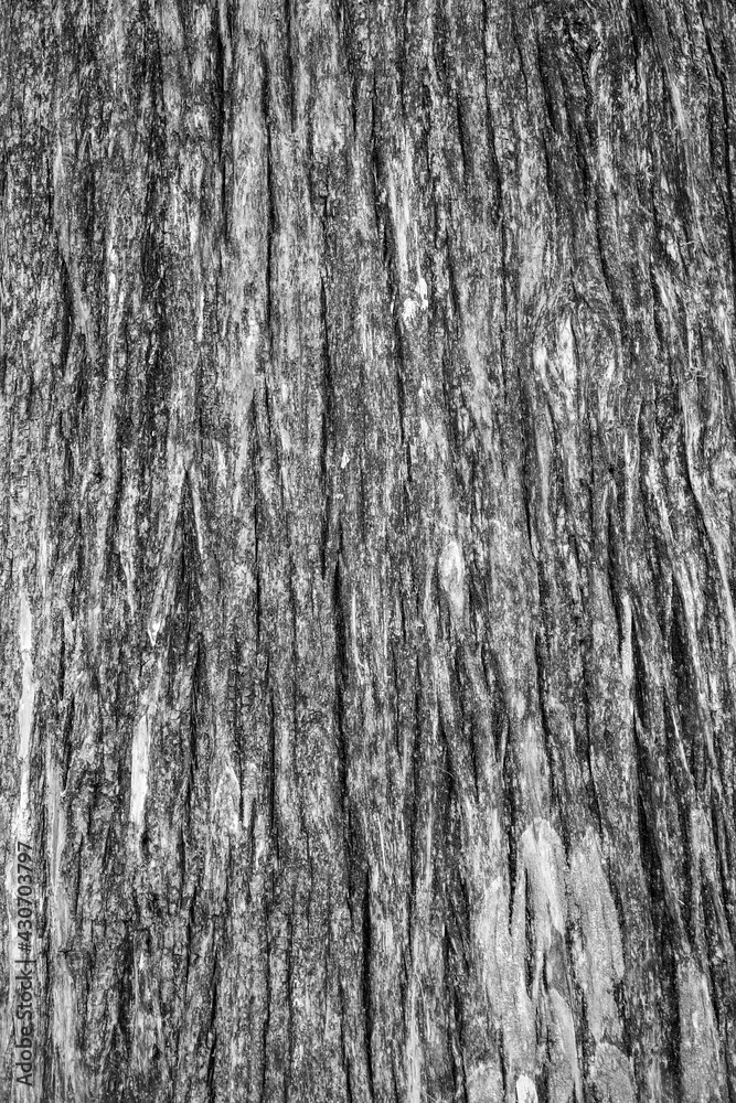 Texture of the old bald cypress tree bark.