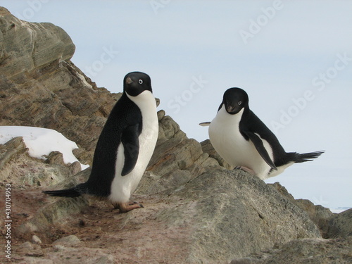 アデリーペンギンの夫婦