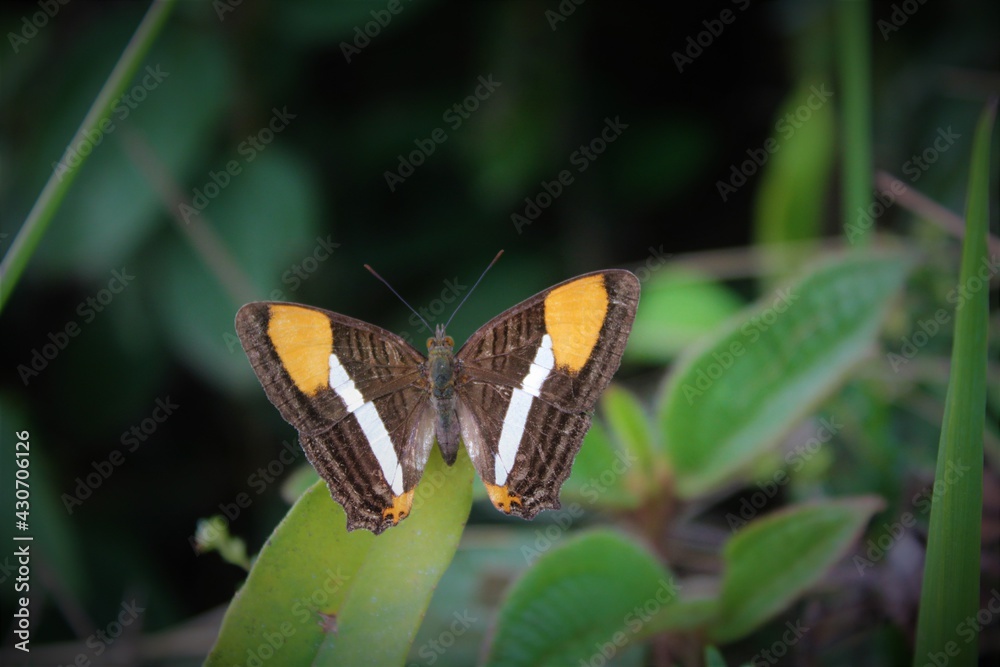 Obraz premium butterfly on leaf