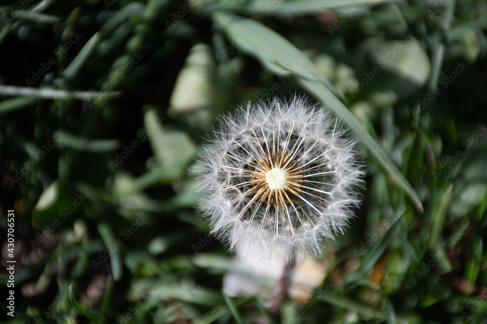 Top-down view of a partially dispersed dandelion (Taraxacum officinale) clock in springtime in Germany Top-down view of a partially dispersed dandelion (Taraxacum officinale) clock in springtime in Germany