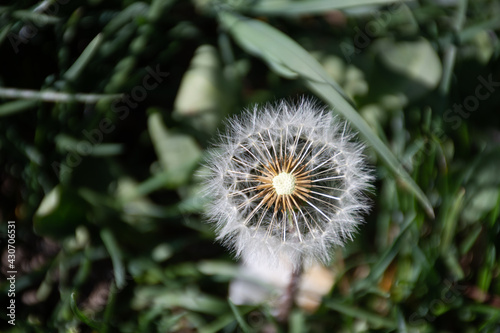 Top-down view of a partially dispersed dandelion  Taraxacum officinale  clock in springtime in Germany