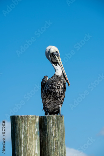 Nonbreeding adult Brown Peilican standing on pole with blue sky