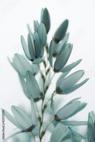 Powder blue flowers