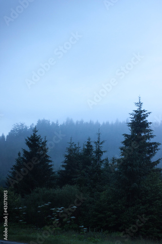forest in the mountains