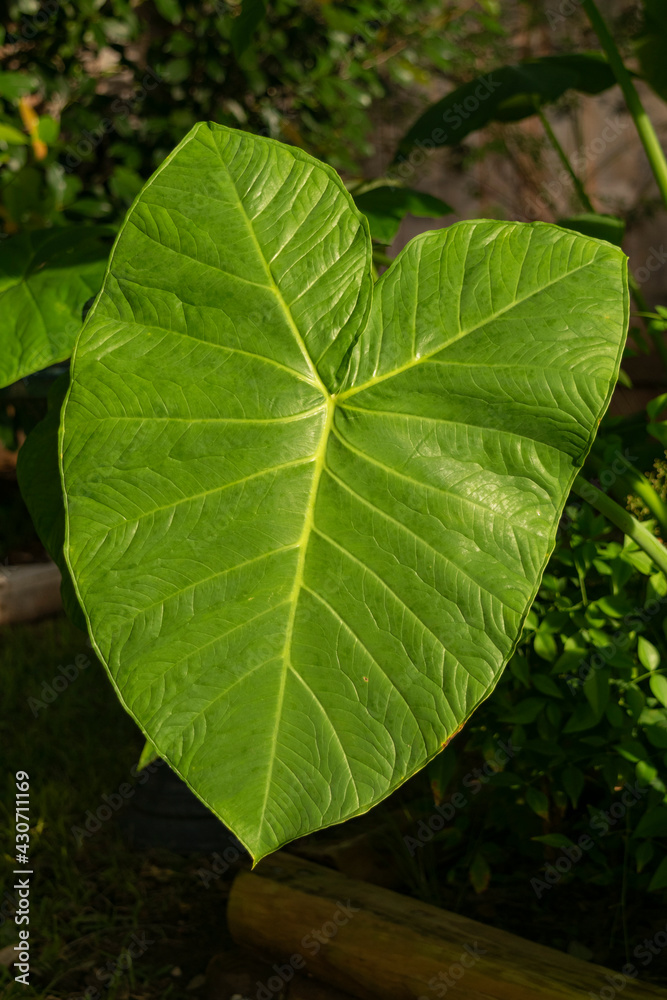 The large green leaves of Colocasia esculenta, also known as Elephant ...