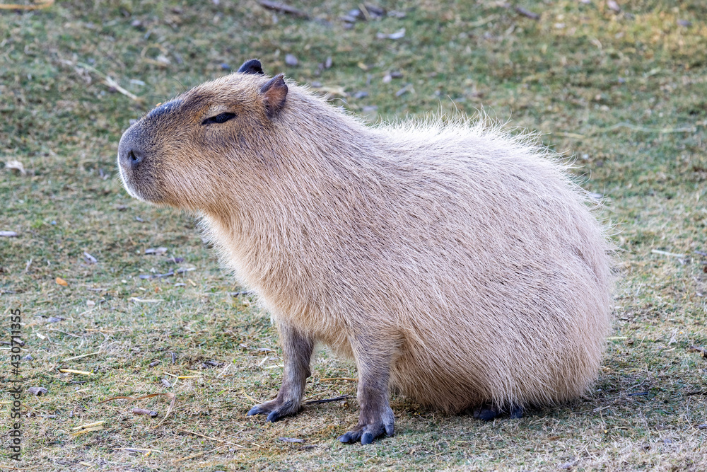 Capybara in Sydney Australia Zoo Capybara in Sydney Australia Zoo