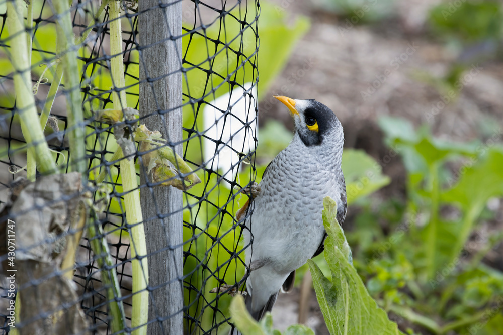 Pest Netting that allows the pollinators in and keeps birds, possums