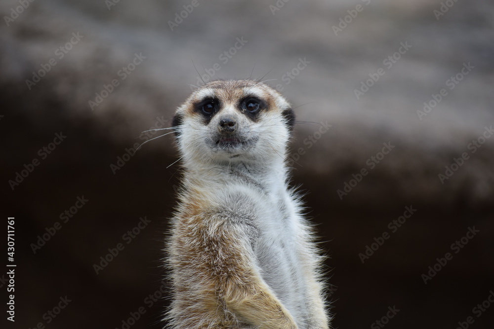 meerkat meerkat