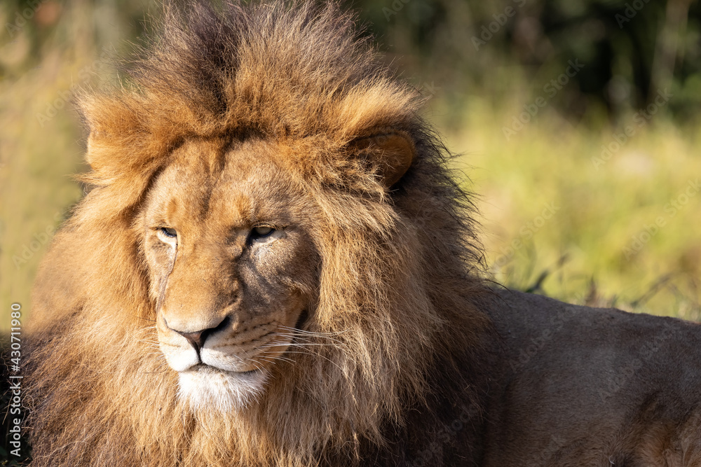 African Lion  in Sydney Zoo