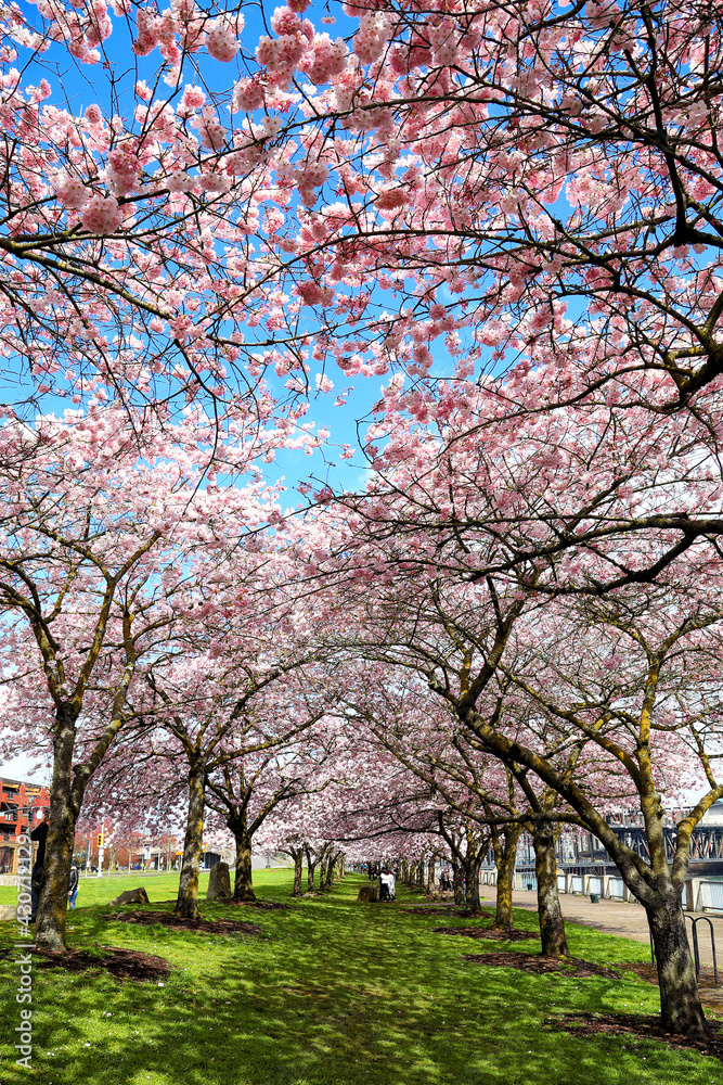 Beautiful Portland - Cherry Blossoms blooming at the waterfront
Beautiful Portland - Cherry Blossoms blooming at the waterfront