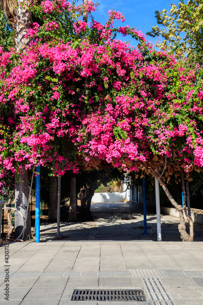 Beautiful blooming pink bougainvillea in a park