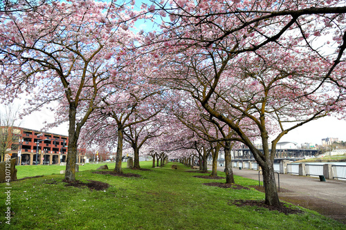 Beautiful Portland - Cherry Blossoms blooming at the waterfront 